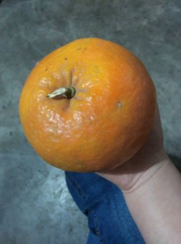 一个橘子多重