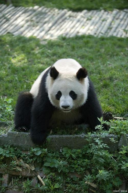中国的国宝是大熊猫