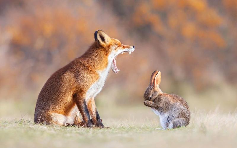 兔子和狐狸