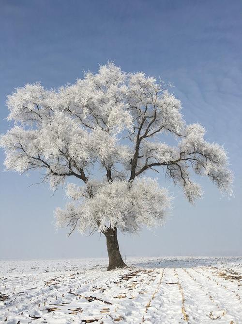 冬日树木给人的感觉