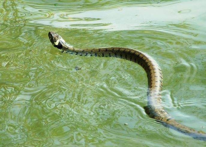 孕晚期梦见水里露个蛇头什么意思