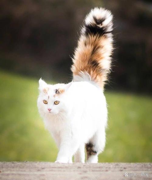 小猫的尾巴像什么