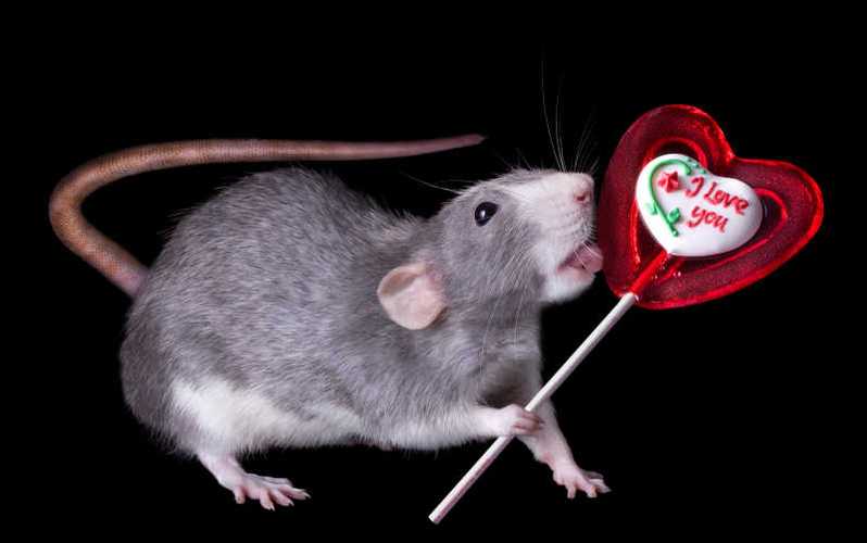 小老鼠和棒棒糖