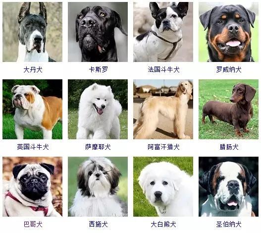 所有狗狗品种大全图片