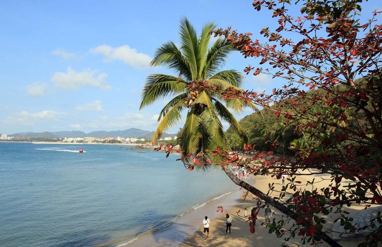 海南岛风景椰子树