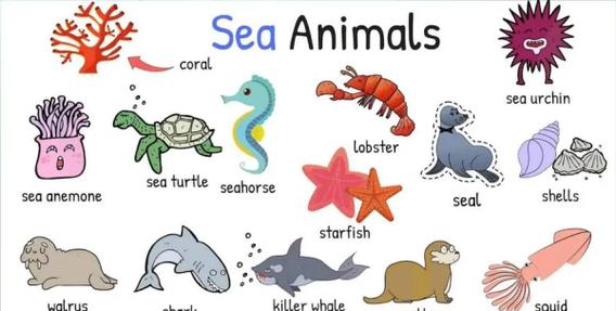 海洋有许许多多生物英语