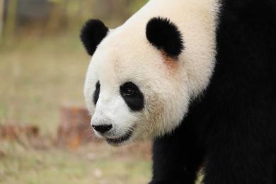 熊猫的外形视频