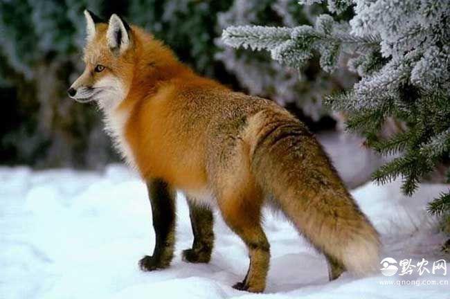 狐狸的尾巴很敏感吗