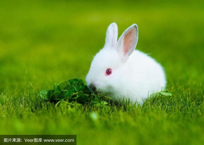 胖胖的小草小白兔