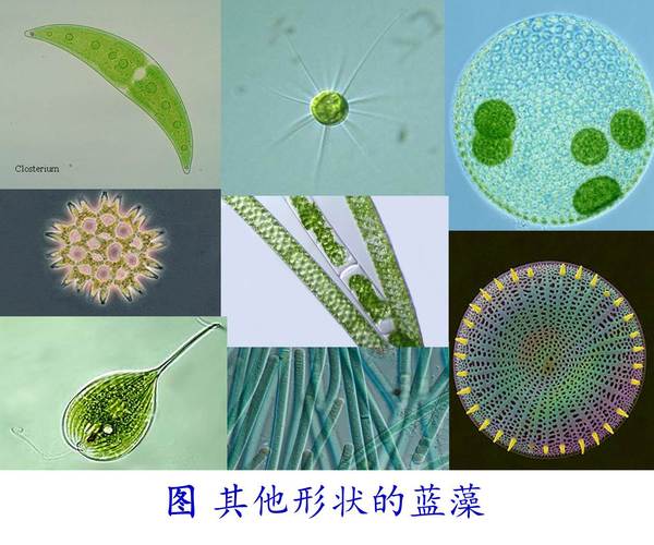 蓝细菌是植物还是细菌